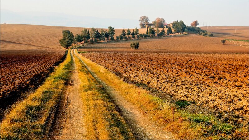 Dirt Road Through Fields — Brown, Serene
