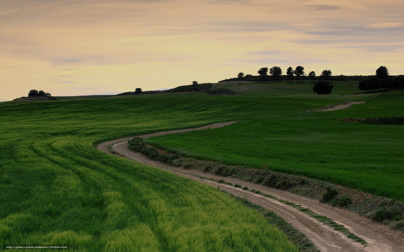 Dirt Road Through Fields — Green, Serene, Sunset, Photograph