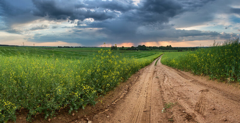 Dirt Road Through Fields — Green