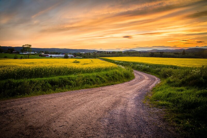 Dirt Road Through Fields — Yellow