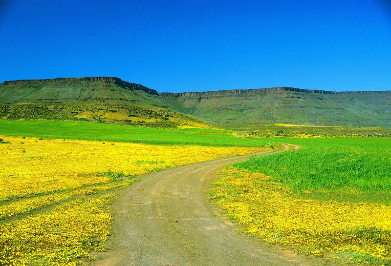 Dirt road through flower fields