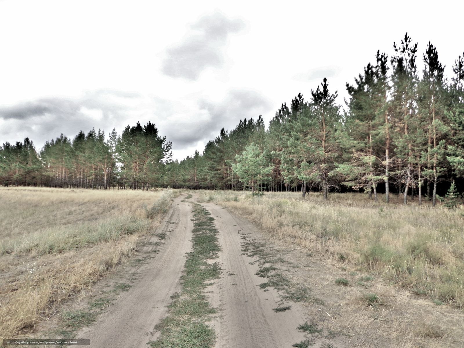Dirt road through forest