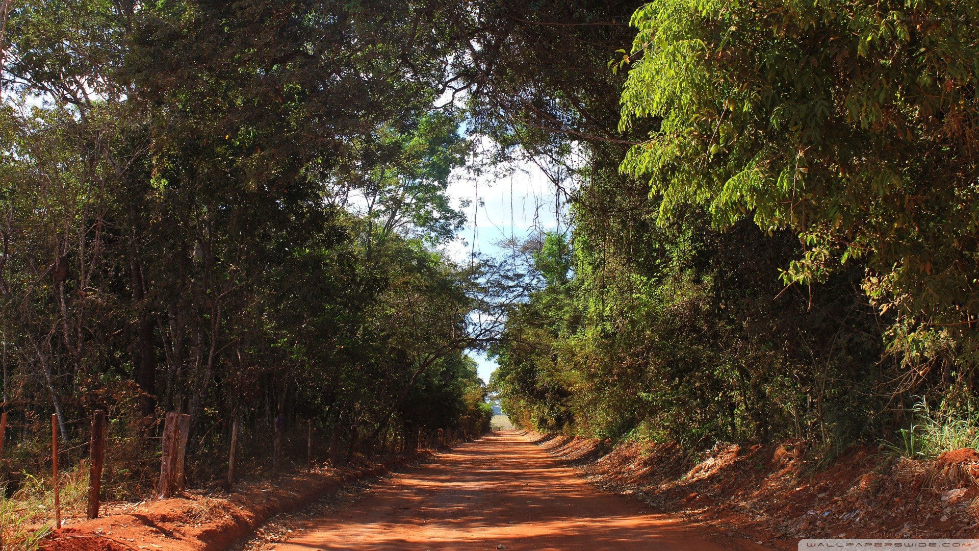 dirt road through forest