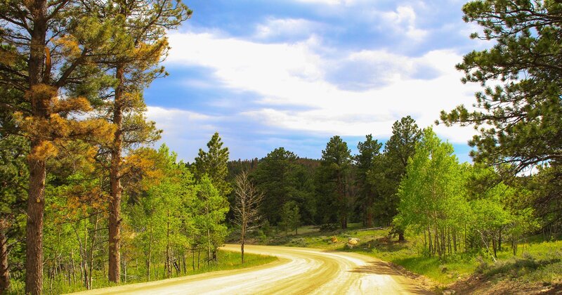 Dirt road through forest