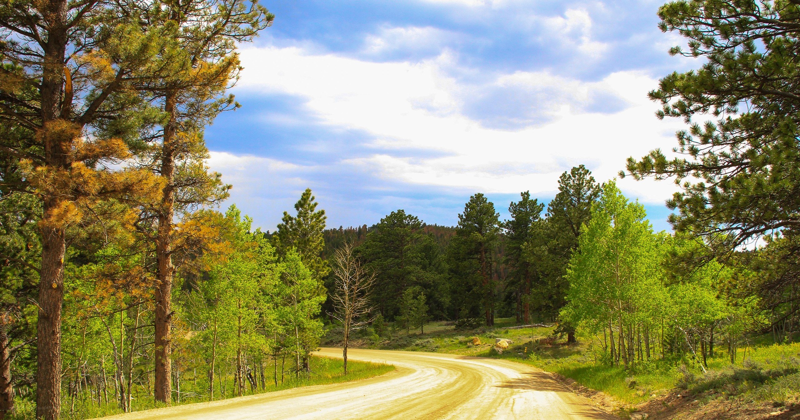 Dirt road through forest