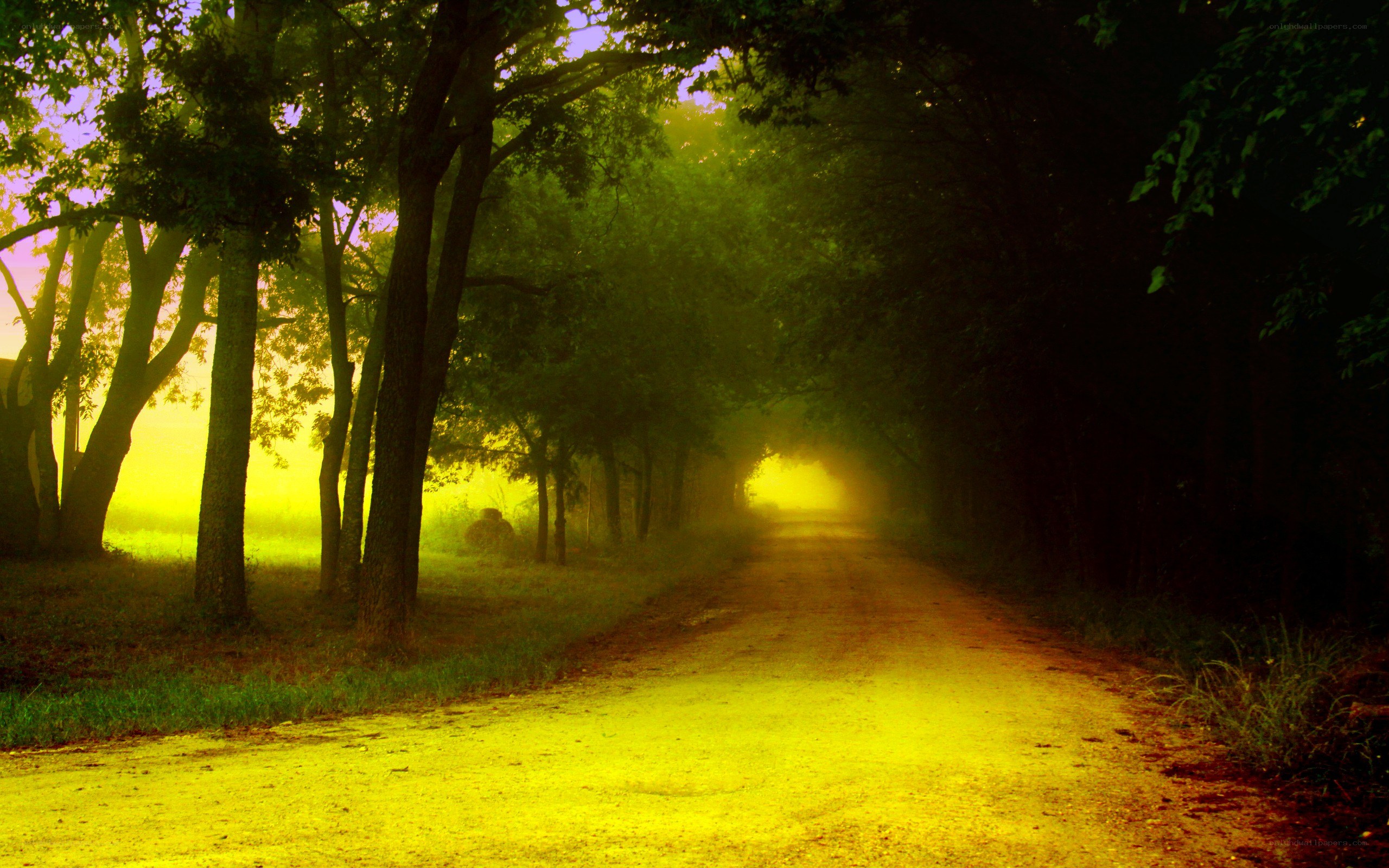 dirt road through forest at dawn