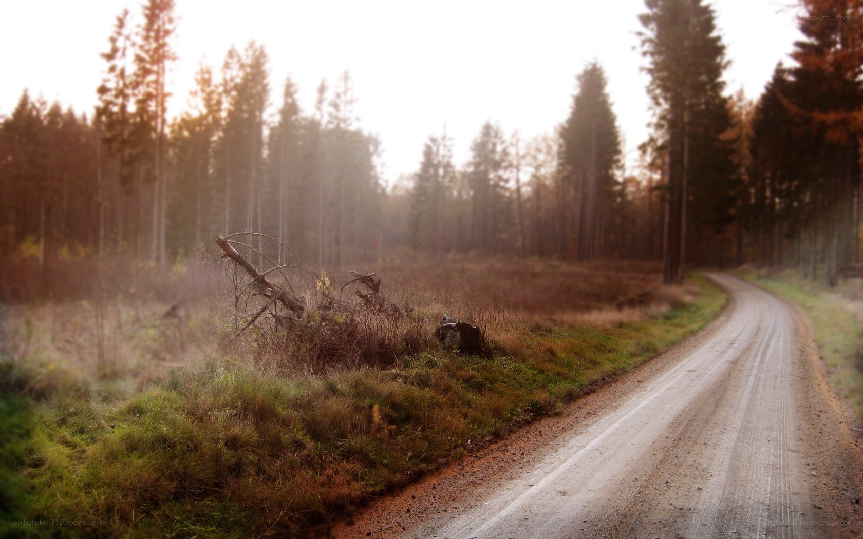 Dirt road through forest at dusk