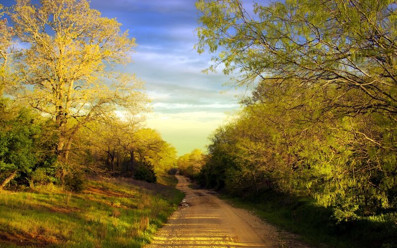 Dirt road through forest at sunset