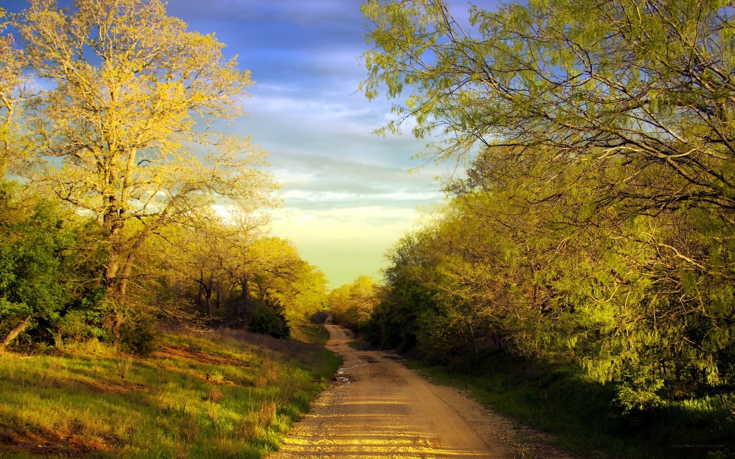 Dirt road through forest at sunset