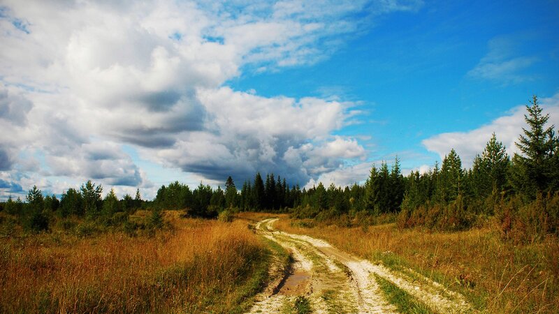 Dirt road through forest meadow