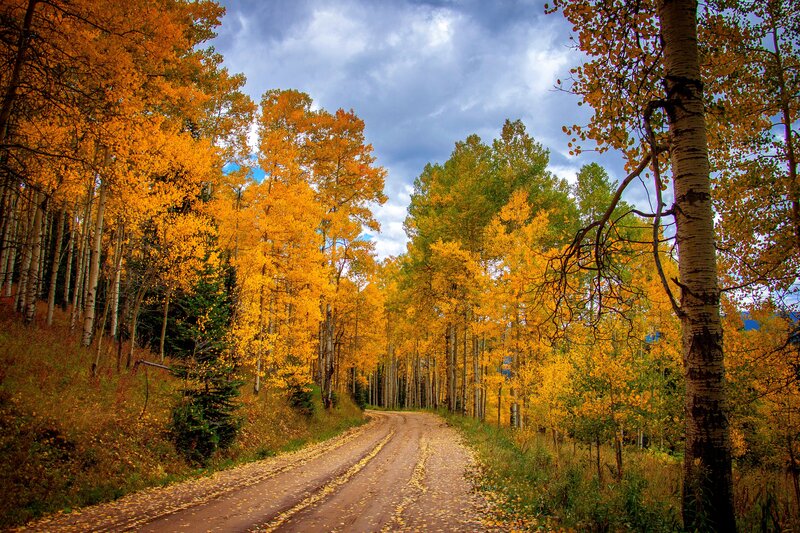 Dirt Road Through Forest — Yellow