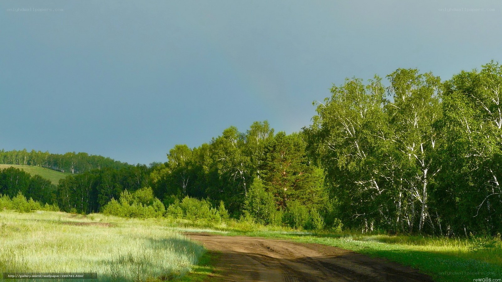 Dirt road through forest