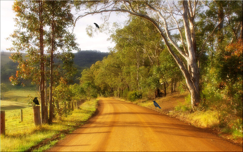 Dirt road through forested hills