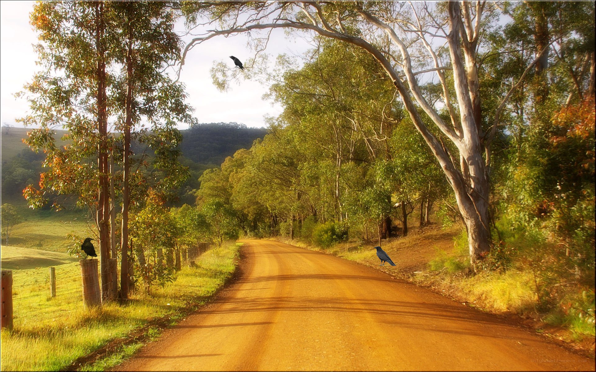 Dirt road through forested hills