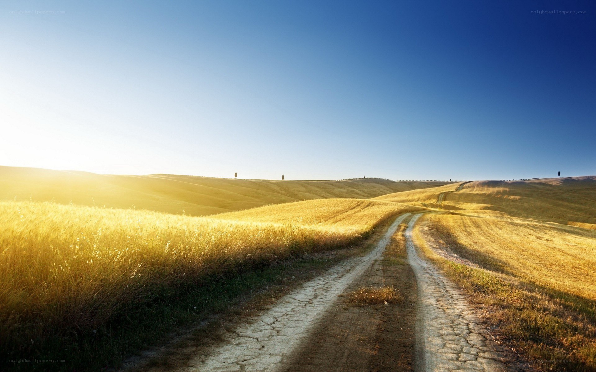 Dirt road through golden fields