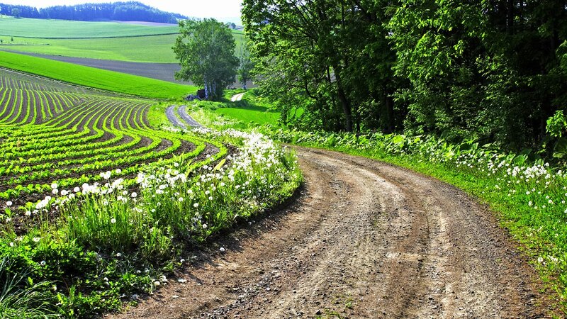 Dirt road through green fields
