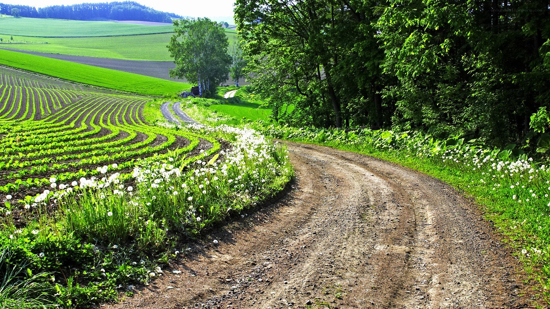 Dirt road through green fields