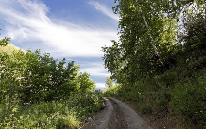 Dirt road through green forest