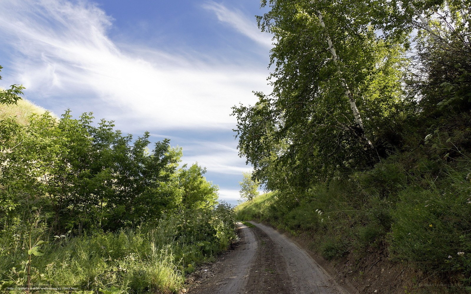 Dirt road through green forest