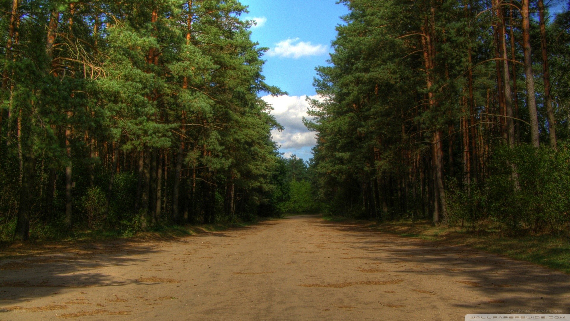 Dirt road through pine forest
