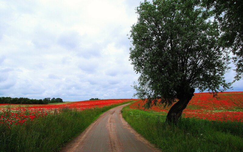 Dirt Road Through Poppy Field — Red