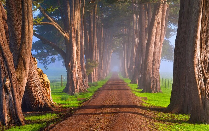 Dirt Road Through Trees — Brown