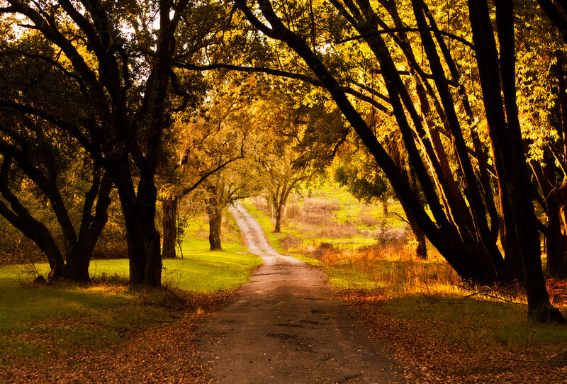 Dirt Road Through Trees
