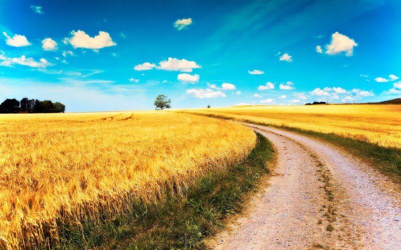 Dirt Road Through Wheat Field — Blue