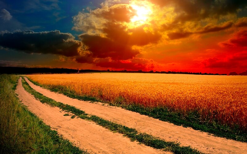 Dirt Road Through Wheat Field — Orange