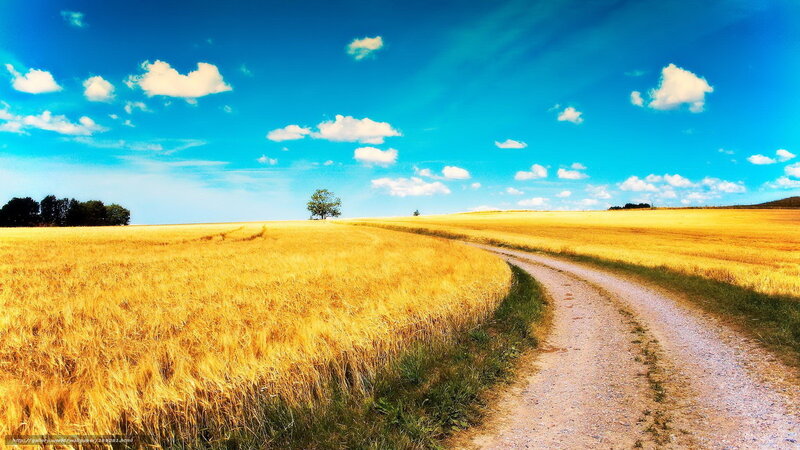Dirt Road Through Wheat Field — Yellow