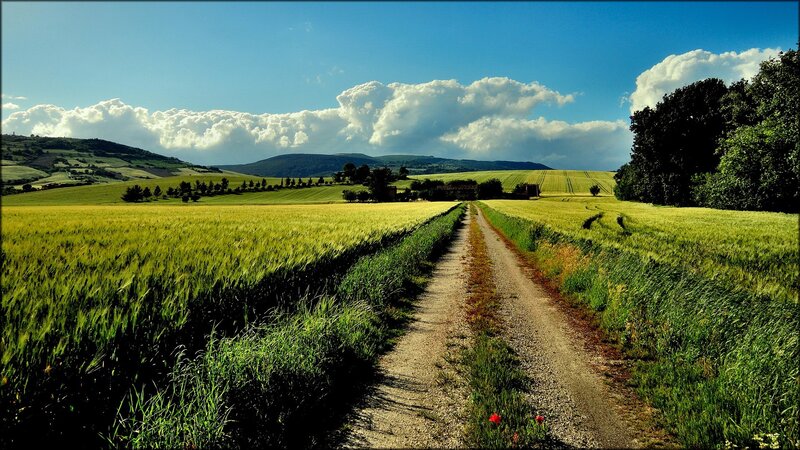 Dirt Road Through Wheat Fields — Green