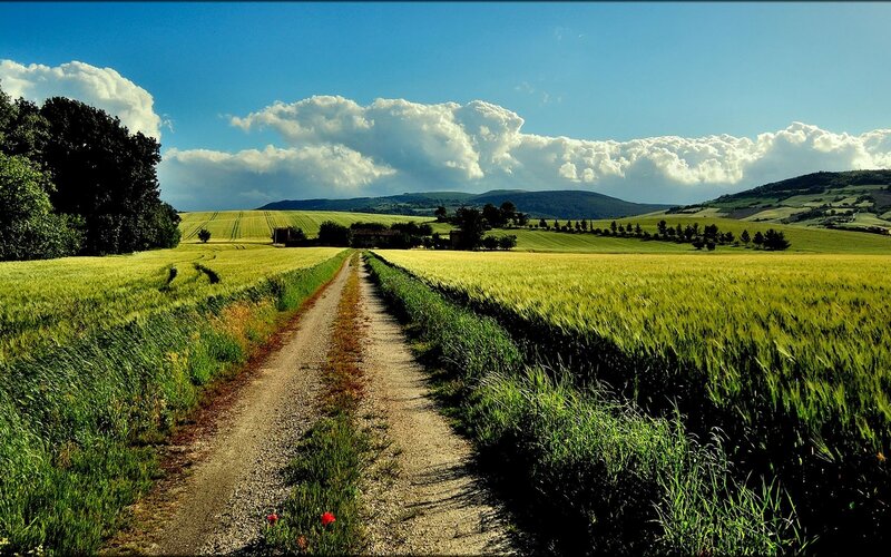 Dirt Road Through Wheat Fields