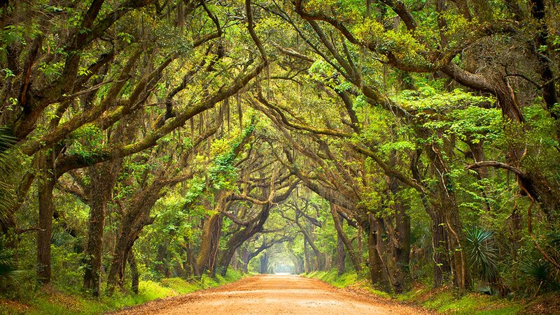 Dirt Road under Canopy — Green, Serene