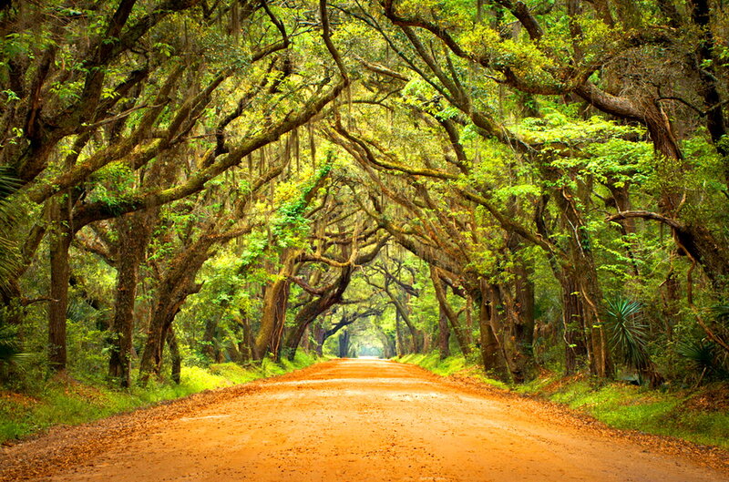 Dirt Road under Canopy — Green