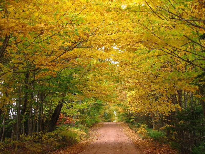 Dirt Road under Canopy
