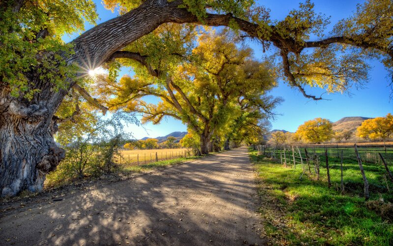Dirt Road under Trees — Green, Serene, Autumn