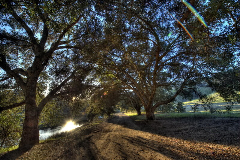 Dirt Road under Trees — Green, Serene, Morning