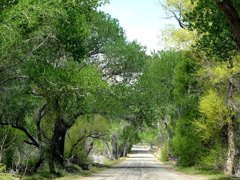 Dirt Road under Trees — Green, Serene