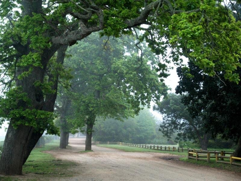 Dirt Road under Trees — Green