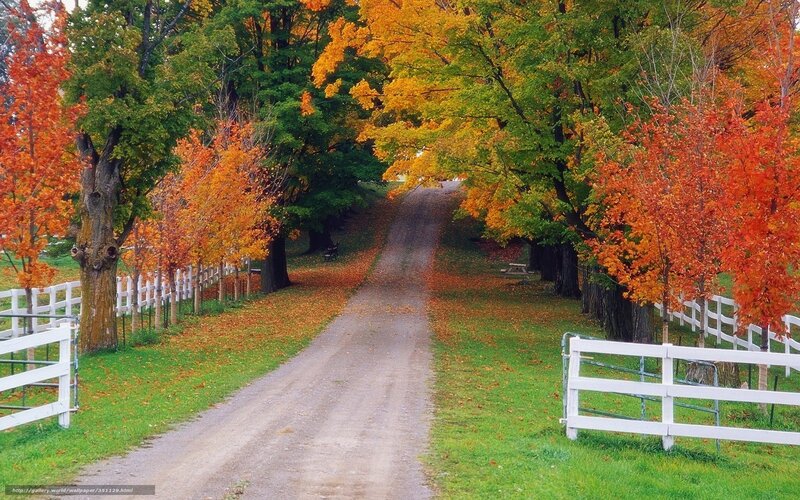 Dirt Road with Autumn Trees — Green, Serene