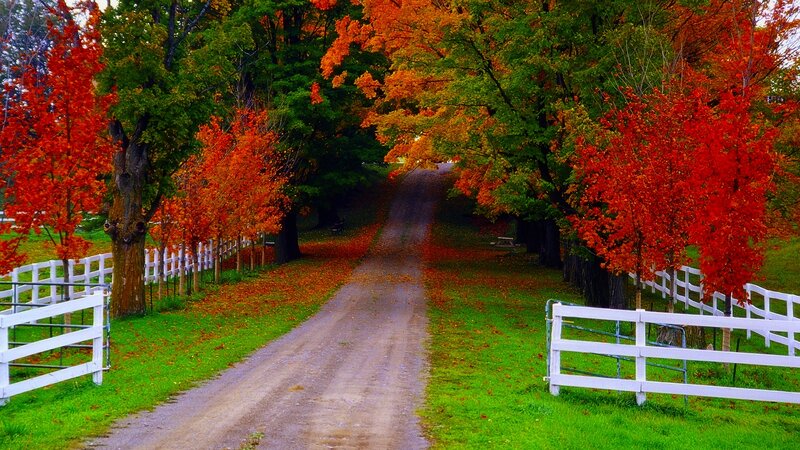 Dirt Road with Autumn Trees — Red