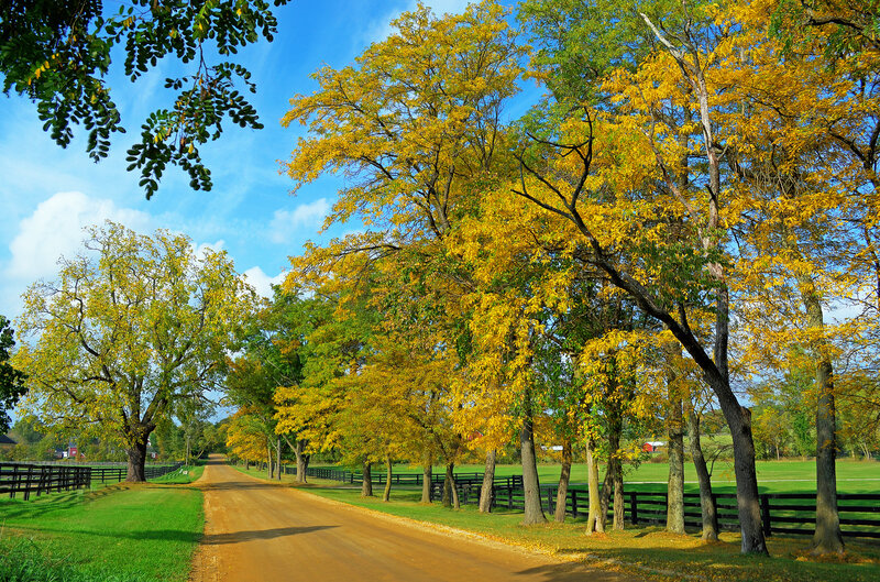 Dirt Road with Autumn Trees — Yellow, Serene