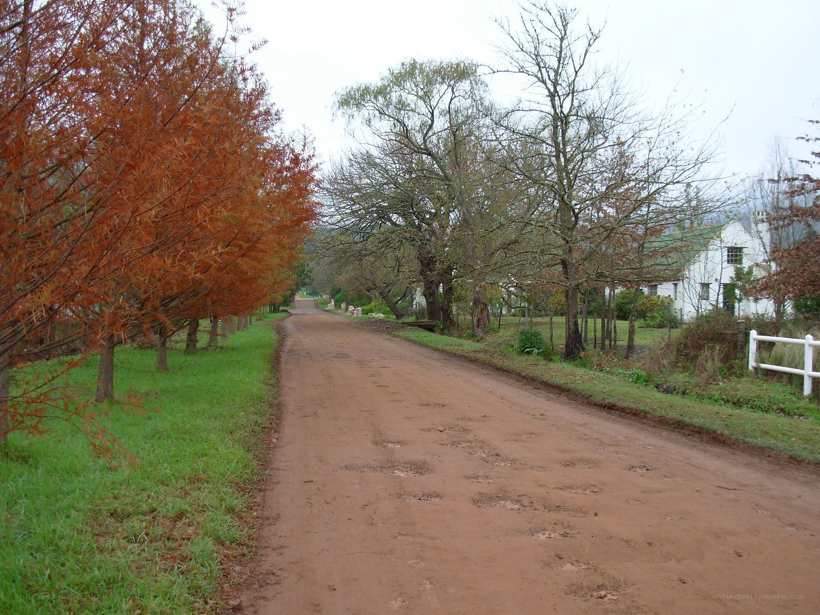 Dirt road with autumn trees