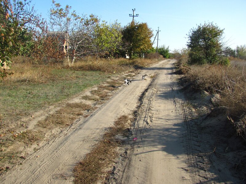 Dirt road with cats in rural area