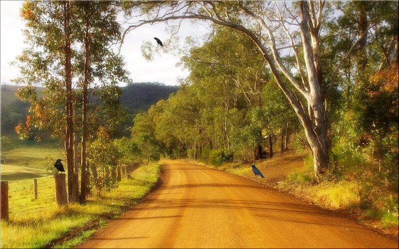 Dirt Road with Crows
