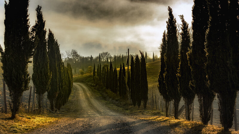 Dirt Road with Cypress Trees — Green, Dramatic