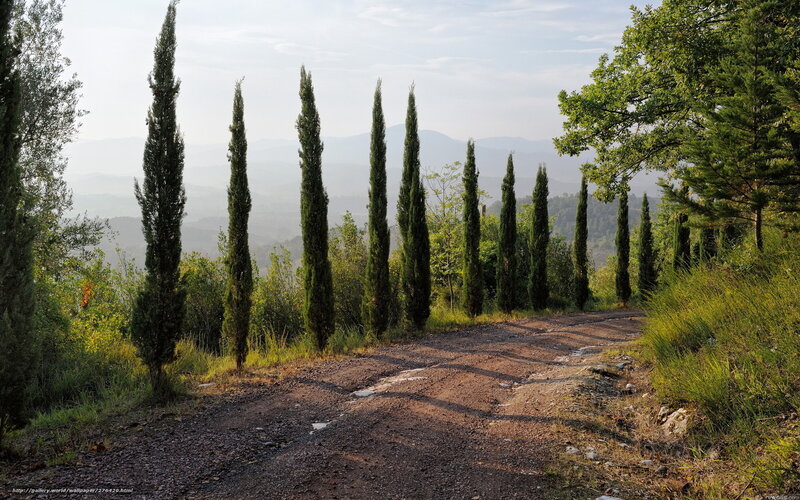 Dirt Road with Cypress Trees — Green, Serene