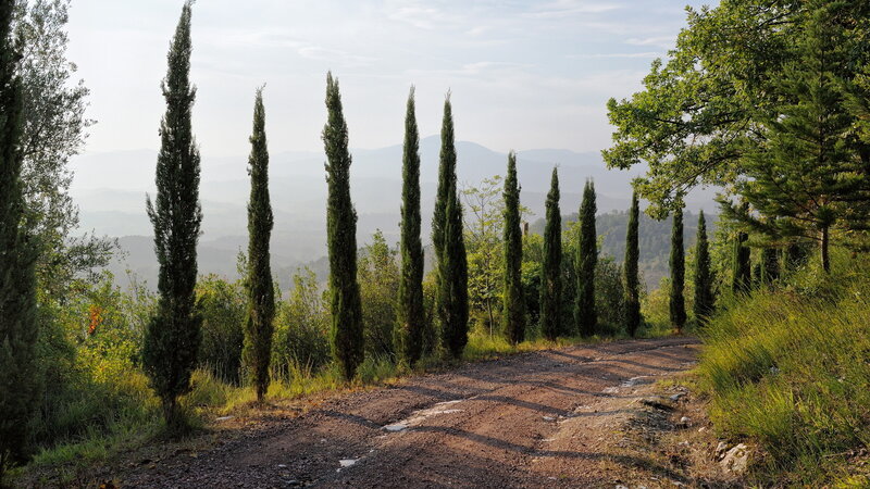 Dirt Road with Cypress Trees — Green