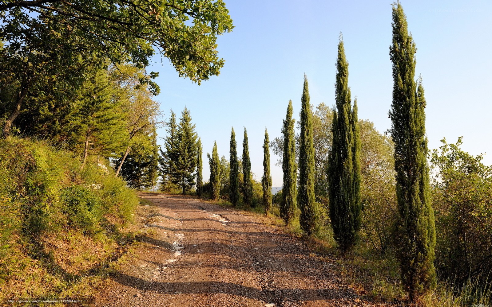 Dirt road with cypress trees