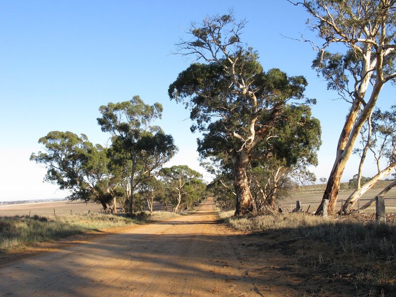 Dirt Road with Eucalyptus Trees